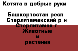 Котята в добрые руки.  - Башкортостан респ., Стерлитамакский р-н, Стерлитамак г. Животные и растения » Кошки   